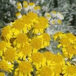 Jacobaea maritima Flor