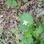 Viola striata Flor