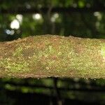 Cordia sprucei Bark