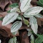 Commelina diffusa Hoja