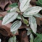 Commelina diffusa Leaf