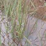 Leersia hexandra Blad