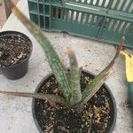 Aloe camperi Hostoa