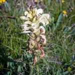 Pedicularis comosa 花