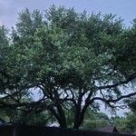 Quercus fusiformis Hoja