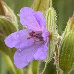 Erodium ciconium ᱵᱟᱦᱟ