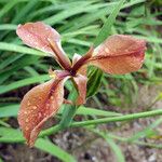 Iris fulva Fiore