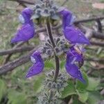 Coleus barbatus Fleur