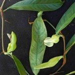 Philodendron surinamense Bloem