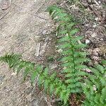 Dryopteris villarii Fulla