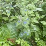 Pentaglottis sempervirens Hàbitat