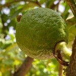 Citrus sinensis Fruit