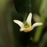 Acronychia emarginata Flower