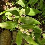 Polygonatum biflorum Φύλλο