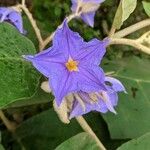 Solanum wrightii Kvet