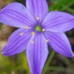 Aristea abyssinica फूल