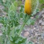 Glaucium flavum Blatt