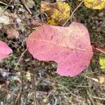 Viburnum trilobumFulla