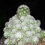 Mammillaria gracilis Hostoa