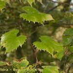 Vitis riparia x Vitis rupestris Habit