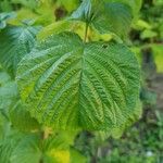 Rubus idaeusFolha