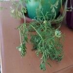 Nigella sativa Leaf