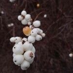 Symphoricarpos albus 果實