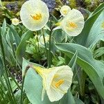 Narcissus cantabricus Flor