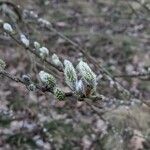 Salix cinerea Квітка
