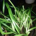 Crinum × powellii Leaf