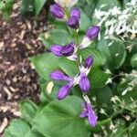 Hosta ventricosa 花