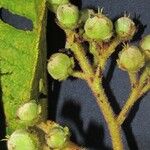 Saurauia montana Fruit