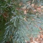 Juniperus deppeana Leaf