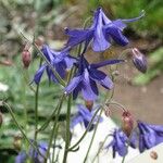 Aquilegia einseleana फूल