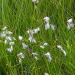 Eriophorum angustifoliumÇiçek