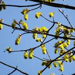 Acer macrophyllum Flower