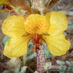 Hoffmannseggia glauca Blüte