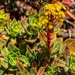 Aeonium leucoblepharum Hábito