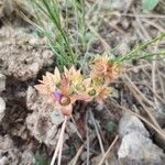 Androsace maxima Flower