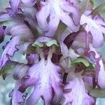Himantoglossum robertianum Kukka
