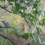 Prunus laurocerasus Blüte