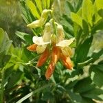 Lathyrus ochraceus 花