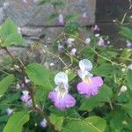 Impatiens balfouriiКвітка