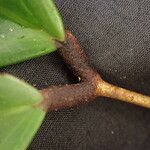 Anthonotha macrophylla Leaf