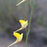 Kickxia scoparia Mosusu