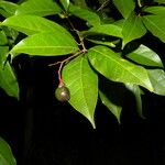 Nectandra umbrosa Fruit