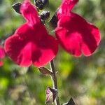 Salvia microphylla 花