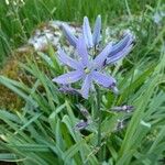 Camassia quamash Blüte