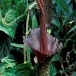 Amorphophallus konjac Květ