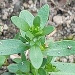 Veronica peregrina Leaf